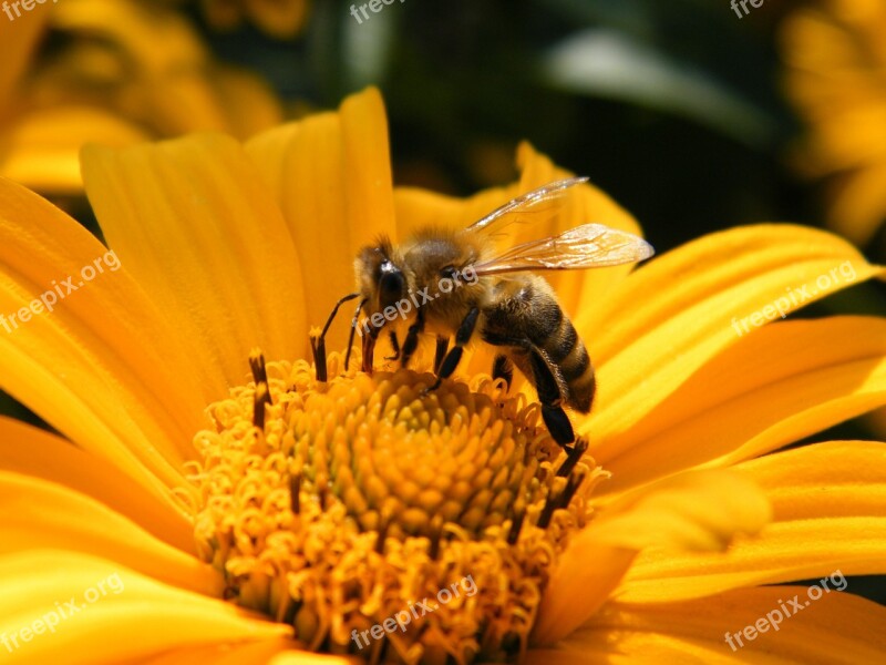 Honey Bee Bee Blossom Bloom Flower