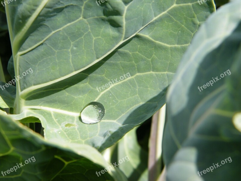 Raindrop Cabbage Leaf Drip Free Photos