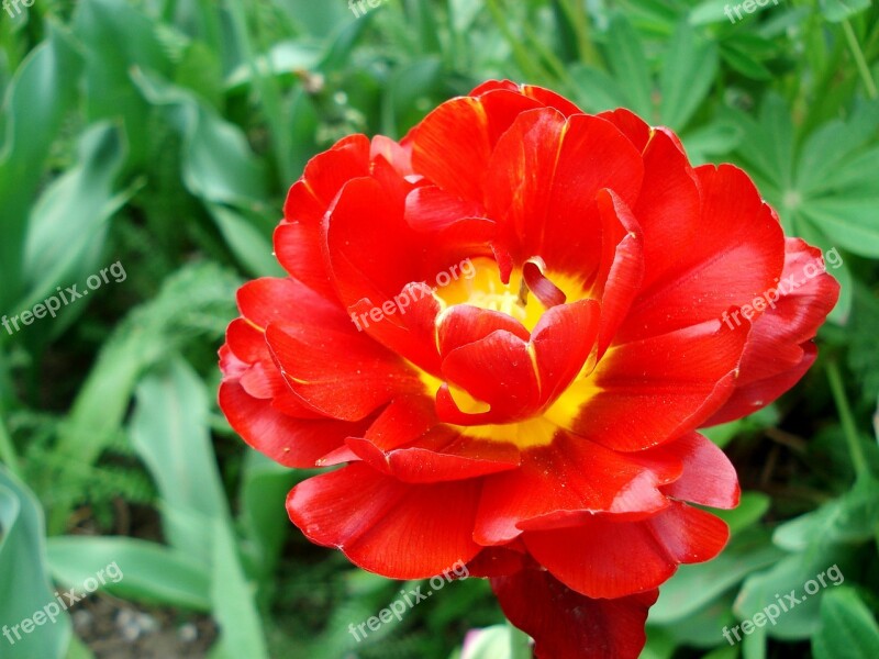 Tulip Spring Flowers Bloom Red Tulip