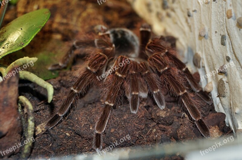 Tarantula Spider Macro Creepy Fear