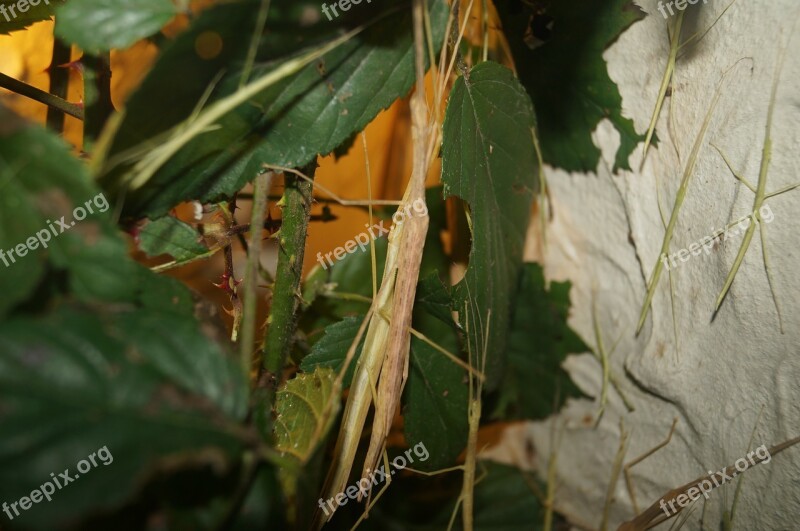 Stick Insect Scare Insect Disguised Free Photos