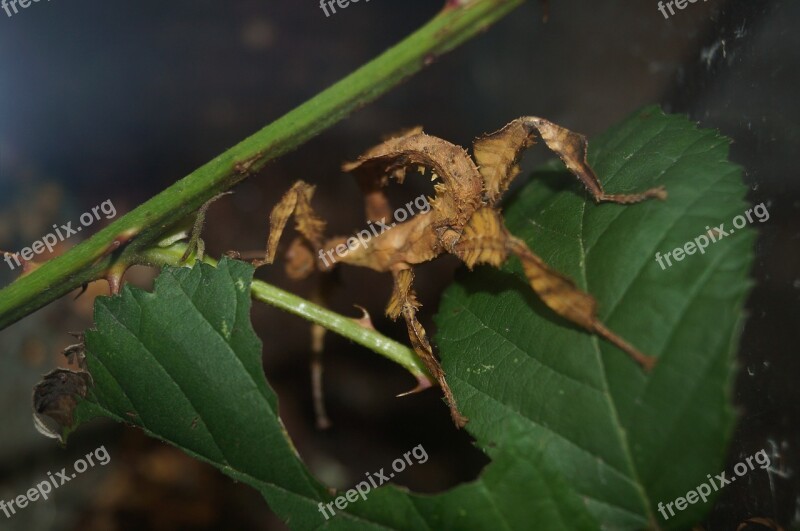 Ghost Insect Scare Insect Disguised Animal