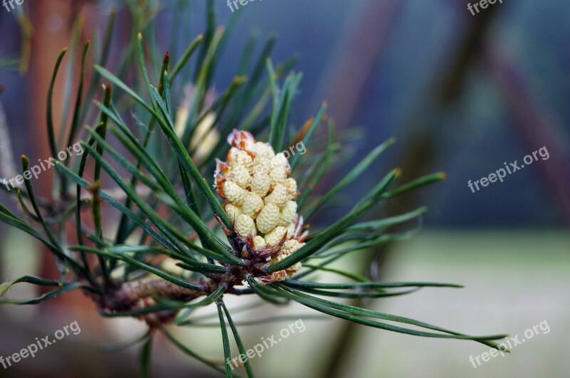 Pine Blossom Bloom Pine Greenhouse Conifer