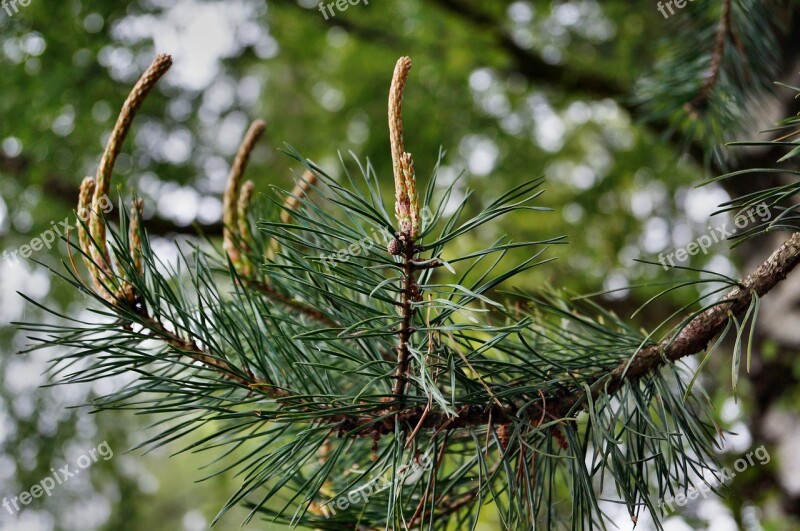 Pine Engine Foliation Pine Needles Pine Greenhouse