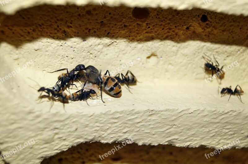 Scaly Ant Ants Ant Queen Insect Free Photos