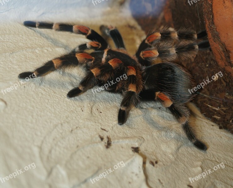 Tarantula Spider Macro Creepy Fear