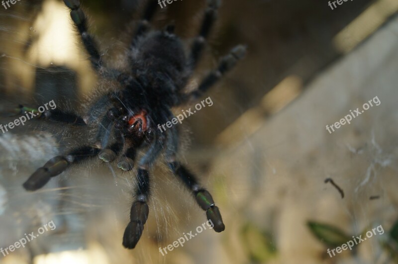 Tarantula Mandibles Spider Creepy Close Up