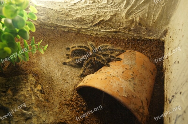 Tarantula Spider Macro Creepy Fear