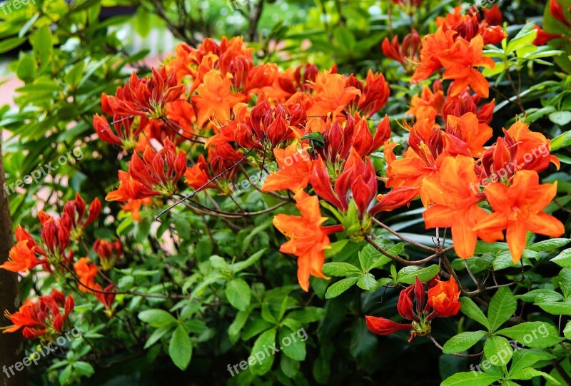 Rhododendrons Bush Flowers Orange Delicate Orange