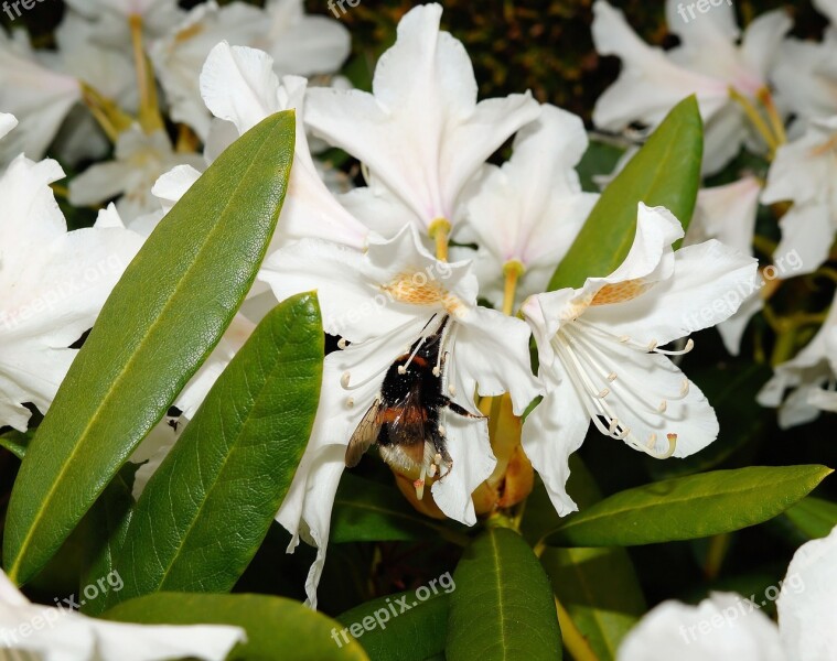 Rhododendrons Bush Flowers White Tender