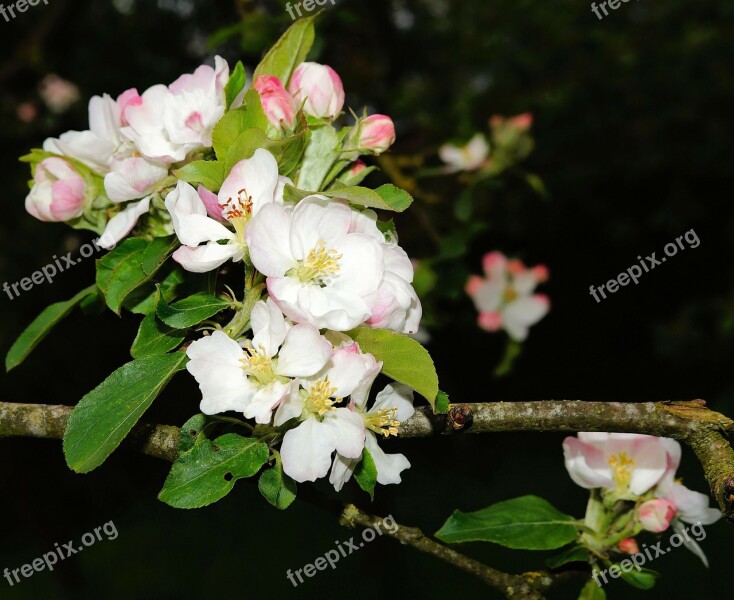 Apple Tree Apple Tree Flowers Spring Apple Blossom Branch Bloom