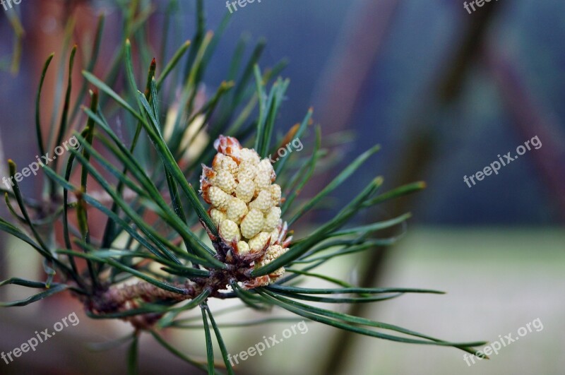 Thriving Pine Tree Close Up Blossom Bloom