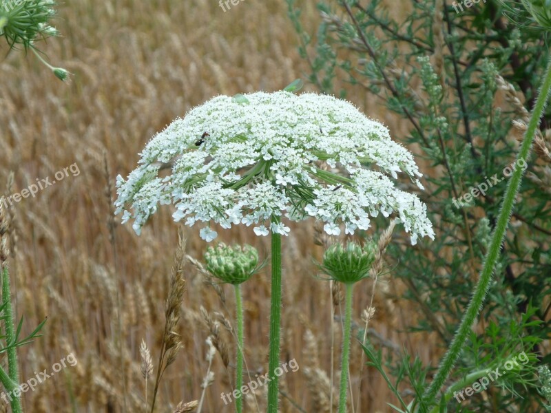 Hercules Herb Giant Hogweed Hogweed Heracleum Mantegazzianum Heracleum Giganteum