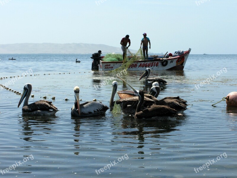 Fisherman Fishing Fishing Boat Peru Paracas