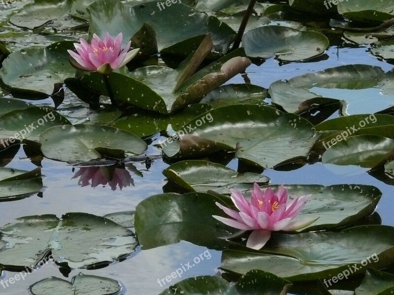 Water Lilies Nuphar Bavaria Dennenlohe Park