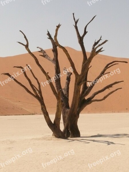 Deadvlei Sahara Dead Vlei Namibia Drought