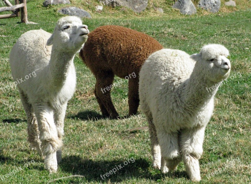 Alpacas Peru Colca Lodge Babies Nature