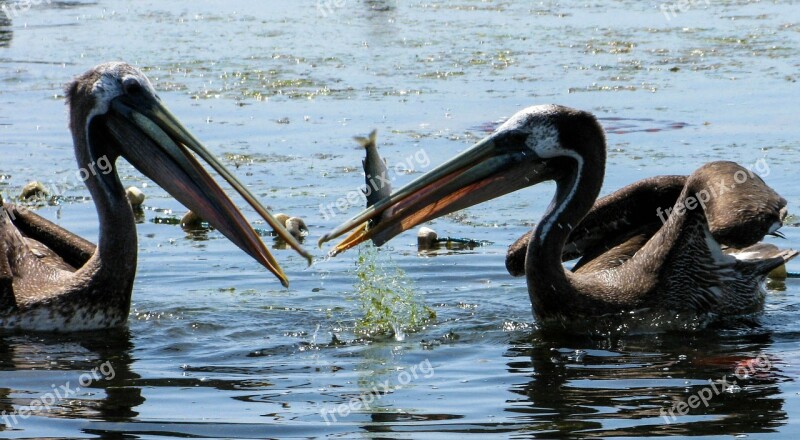 Pelicans Peru Paracas Fish Sea