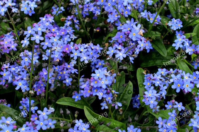 Forget Me Not Flowers Blue Bloom Leaves