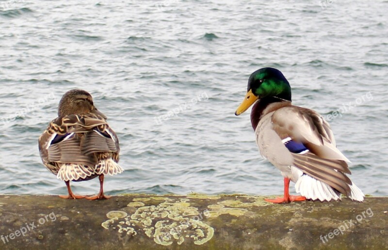 Ducks Drake Couple Pair Two