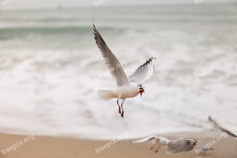 Seagull New Sea Free Photos