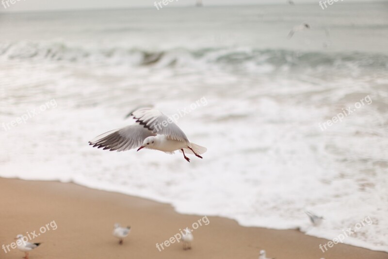 Seagull New Sea Free Photos