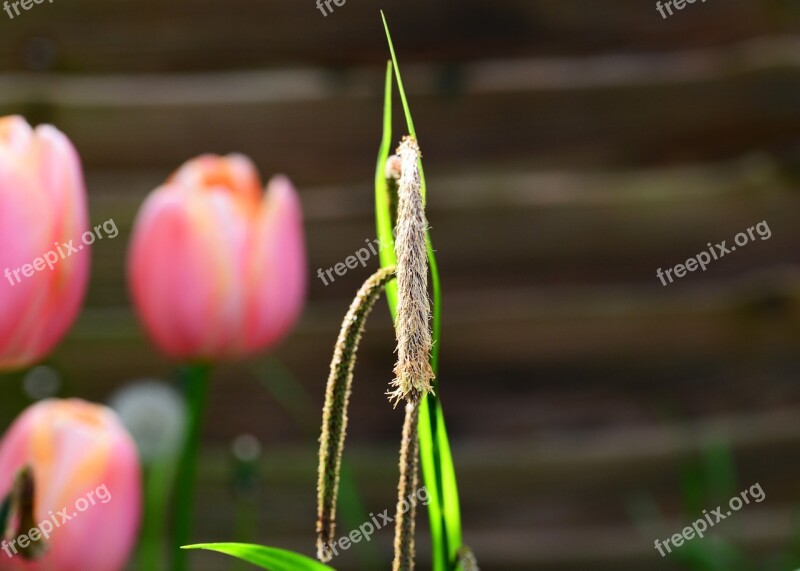 Carex Pendula Sedge Pendula Sedge Flowering Stem Sword Edge Leaves