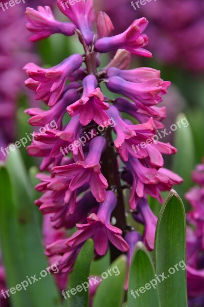 Hyacinth Bloom Purple Free Photos