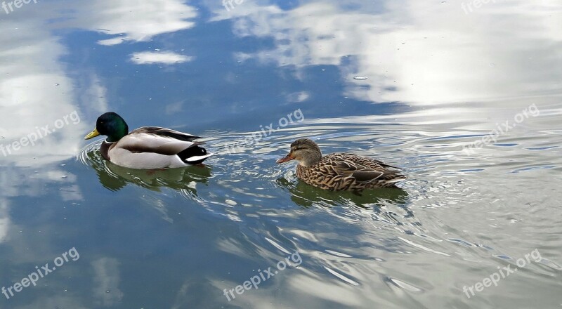 Ducks River Water Couple Mirroring