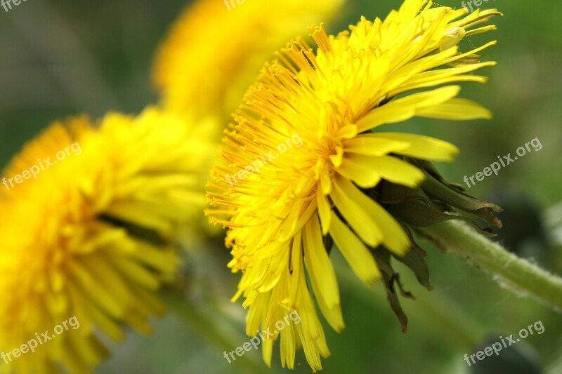 Sonchus Oleraceus Weed Medicinal Plants Herbs Flower