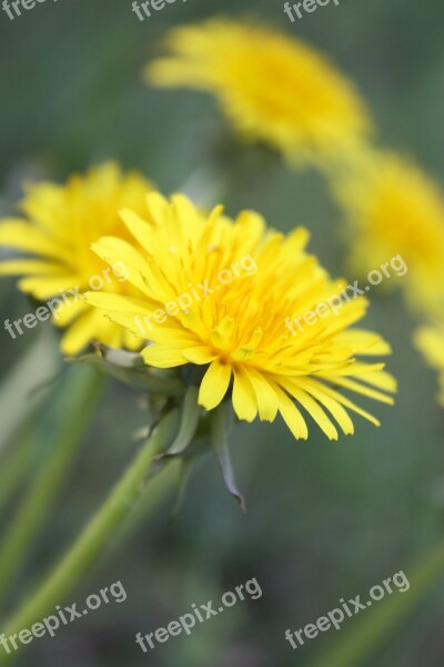 Sonchus Oleraceus Weed Medicinal Plants Herbs Flower