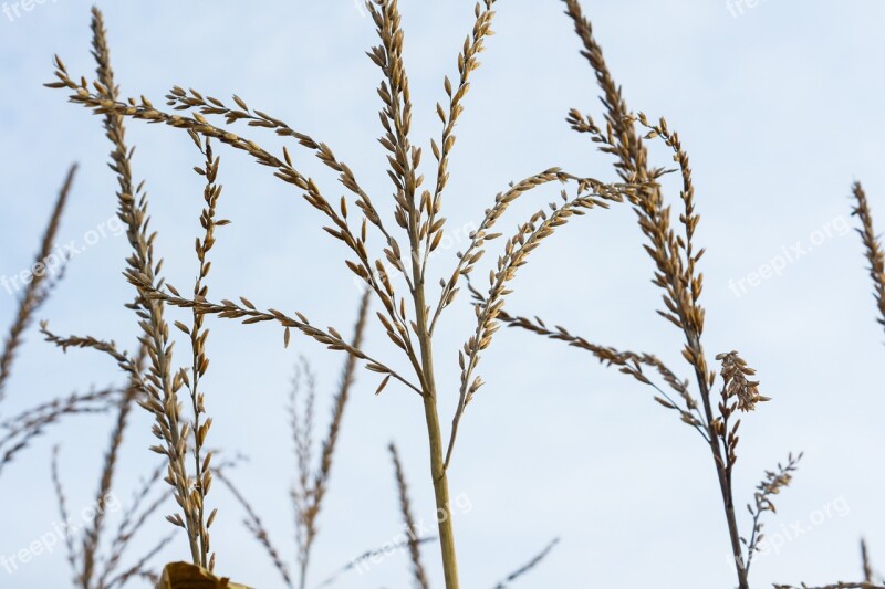 Spike Grasses Blades Of Grass Grass Free Photos