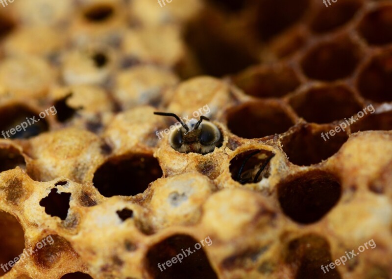 Honey Bees Drone Hatching Male Bee Beehive