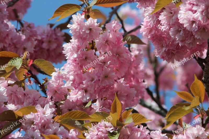 Japanese Flowering Cherry Prunus Serrulata Ornamental Cherry Blossom Bloom