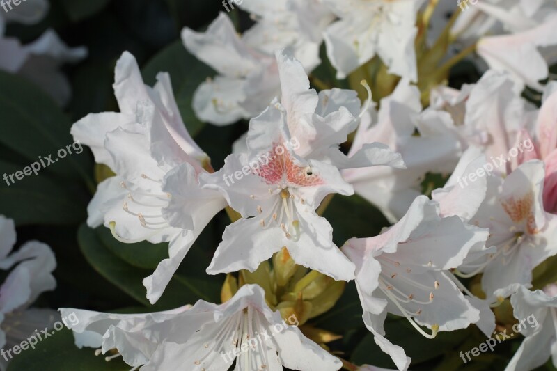 Rhododendron Nature Plant Green Free Photos