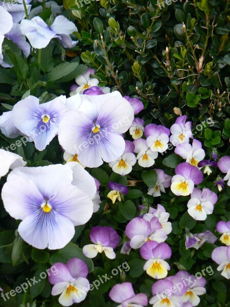 Pansy Violet Flora Viola Pansies