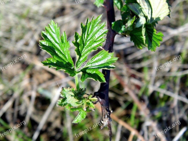 Blackberry Plant Leaf Free Photos