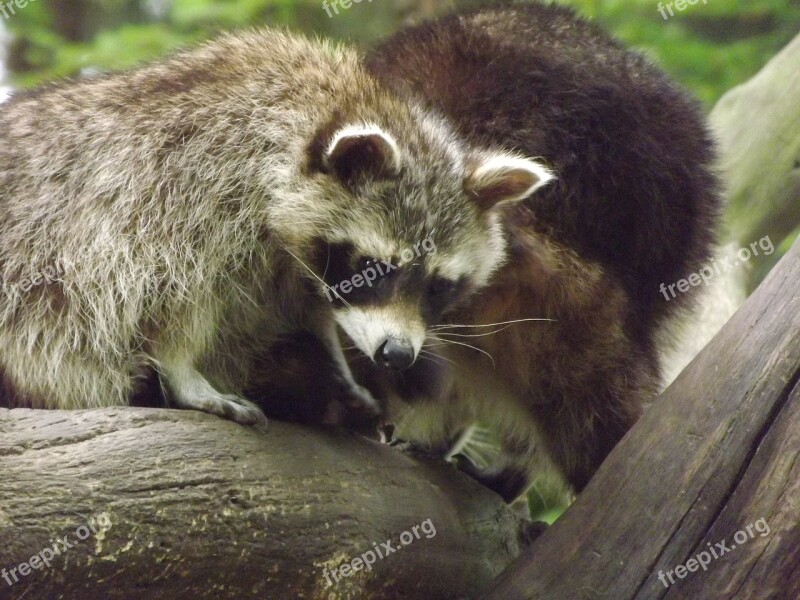 Raccoons Bear Mammals Free Photos