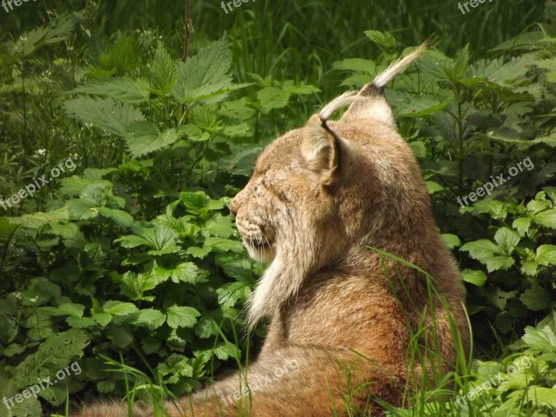 Lynx Big Cat Wildcat Free Photos