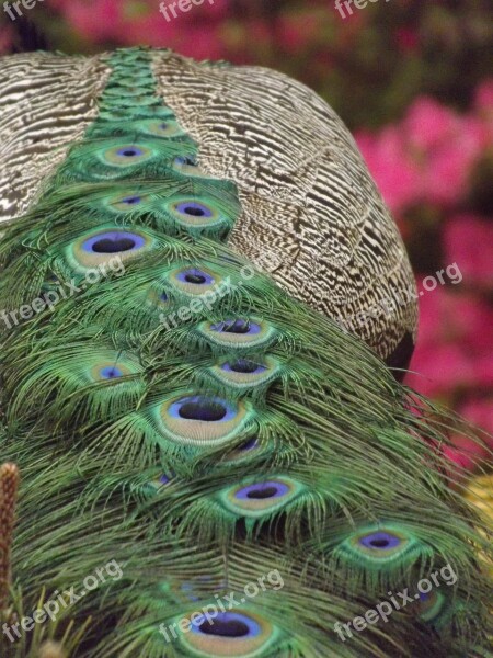 Peacock Peacock Dress Peacock Feathers Free Photos