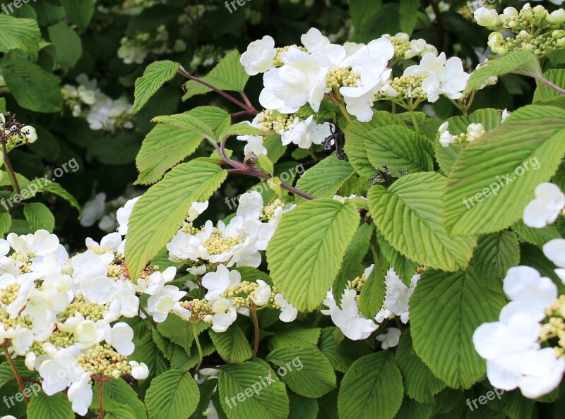 Bush Hydrangea Climbing Flowers Leaves