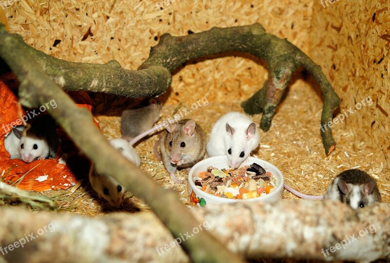 Mastomys Mice Rodents Pets Savannah