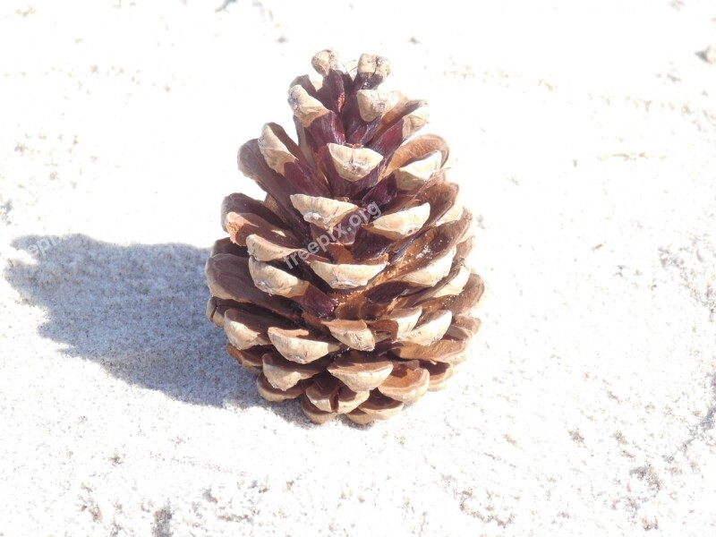 Pine Cones Kienapfel Tap Free Photos