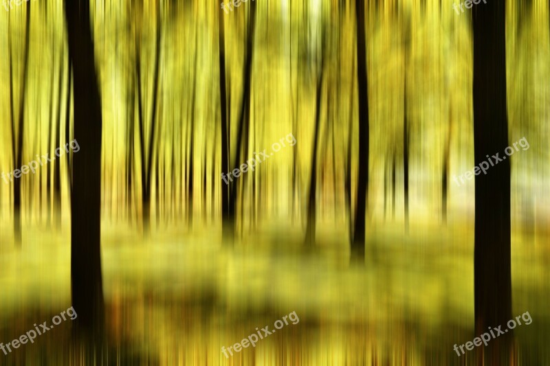 The Tree Forest Fuzziness Background Free Photos