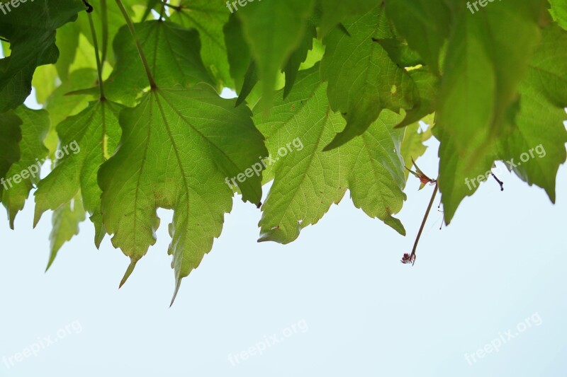 Vine Leaves Leaves Climber Plant Green Plant