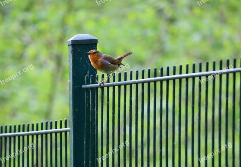 Bird Robin Forest Fence Nature