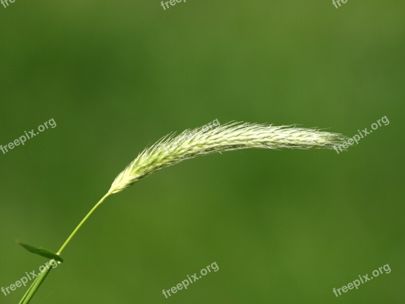 Blade Of Grass Grass Seed Grass Close Up Macro