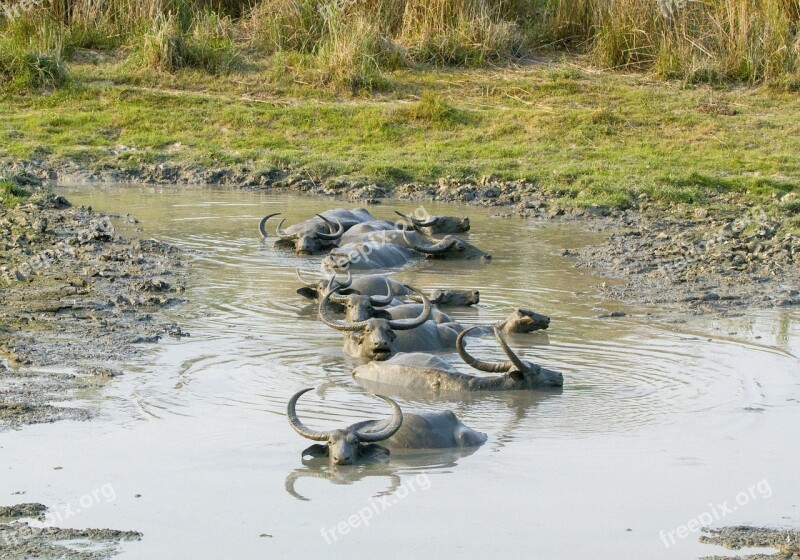 Buffalo Asiatic Wild Mud Animal