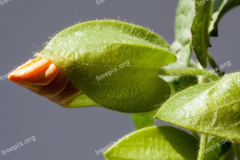 Thunbergia Alata Black Eyed Susan Orange Bud