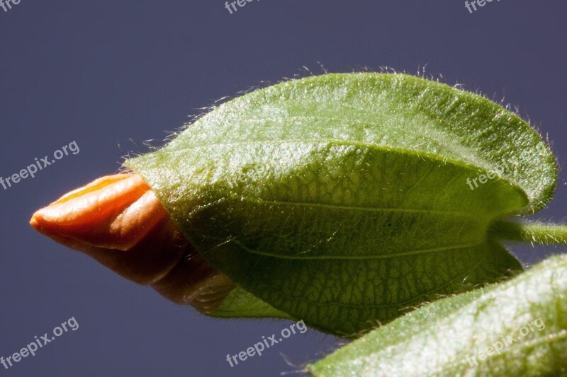 Thunbergia Alata Black Eyed Susan Orange Bud